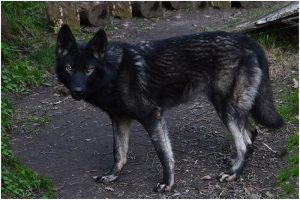 wolfdog perro lobo ártico